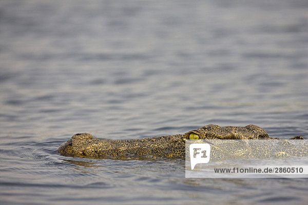 Afrika  Botswana  Nilkrokodil (Crocodylus niloticus) im Wasser  Nahaufnahme
