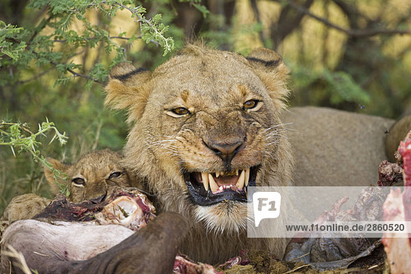 Afrika  Botswana  Löwin (Panthera leo) beim Büffelessen  Nahaufnahme