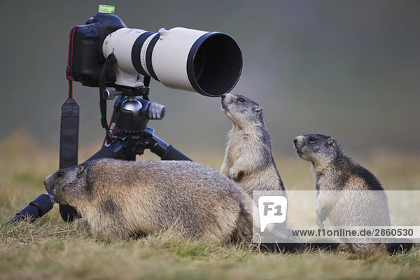 Österreich  Murmeltiere (Marmota marmota) neben der Kamera