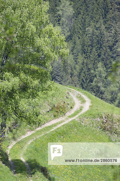 Italy  South Tyrol  Farm track and woodland
