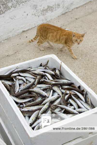 Griechenland  Katze betrachtet Kiste mit Sardinen