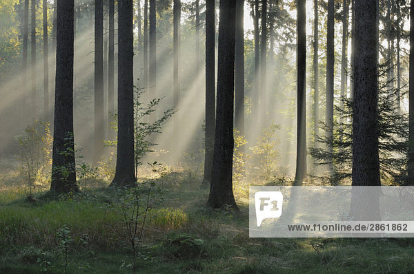 Germany  Saxony  Misty forest