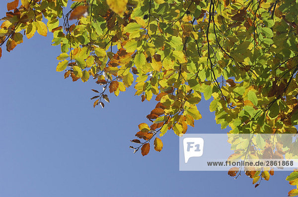 Rotbuche (Fagus sylvatica)  Blätter gegen blauen Himmel