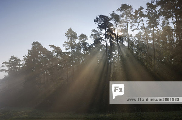 Germany  Bavaria  Sunlight shining through trees