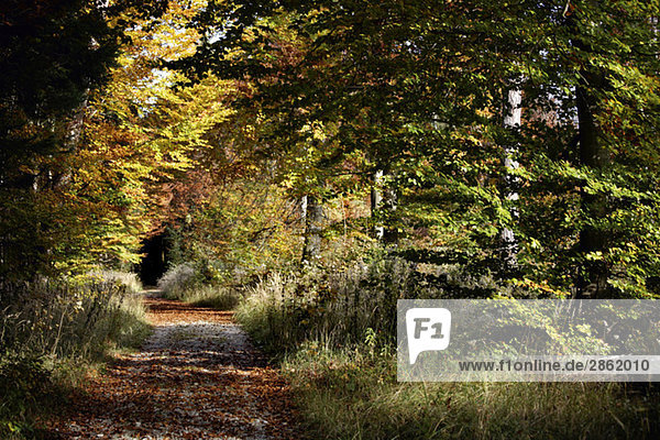 Deutschland  Bayern  Waldweg  Rotbuchen  Herbstfarben