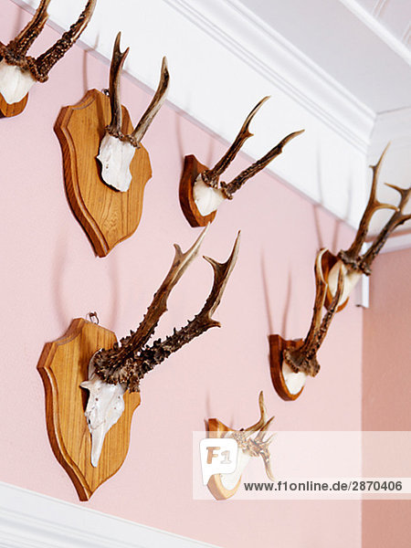 Wand Hirsch