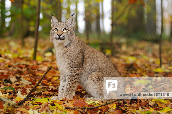 Rotluchs (Lynx Rufus) sitzen im Wald,  Nationalpark Bayerischer Wald,  Bayern,  Deutschland