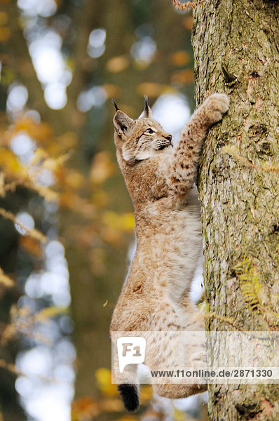 Rotluchs (Lynx Rufus) klettern Baum im Wald  Nationalpark Bayerischer Wald  Bayern  Deutschland