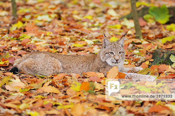 Rotluchs (Lynx Rufus) im Wald  Nationalpark Bayerischer Wald  Bayern  Deutschland