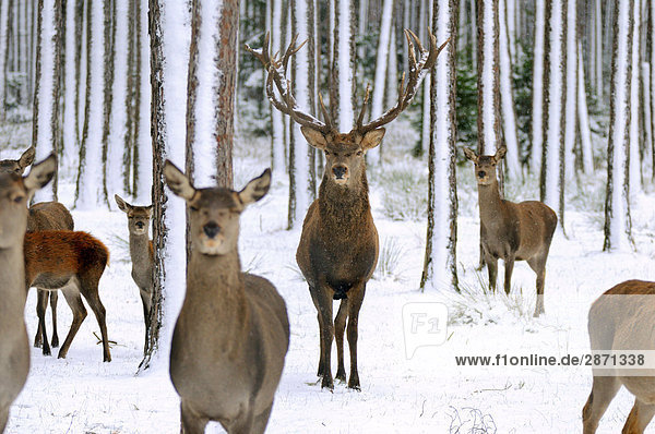 Herde von Red Deer (Cervus Elaphus) im Wald  Franken  Bayern  Deutschland