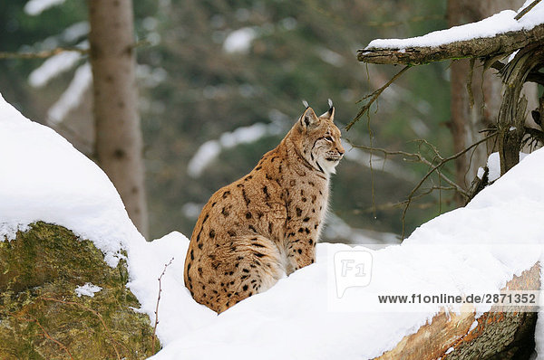 Lynx sitzen im Schnee  Bayern  Deutschland