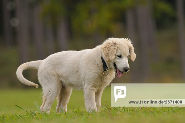 Close-up of Golden Retriever puppy standing in field  Franconia  Bavaria  Germany