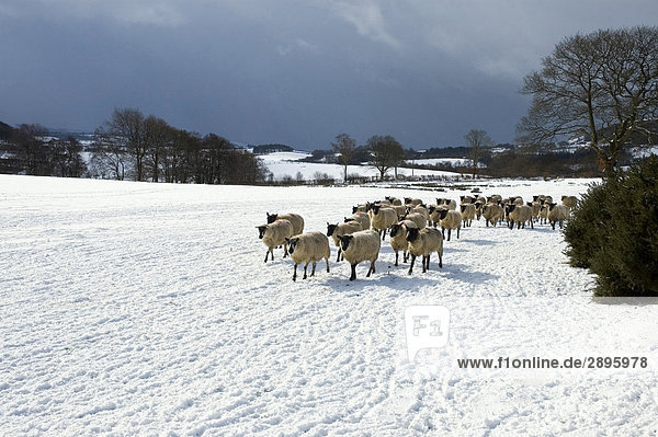 Schafsherde im Winter  UK  Wales  Powys