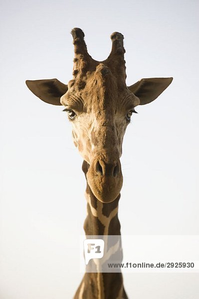 A giraffe