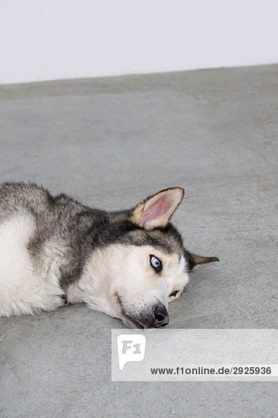 An Alaskan Malamute lying down