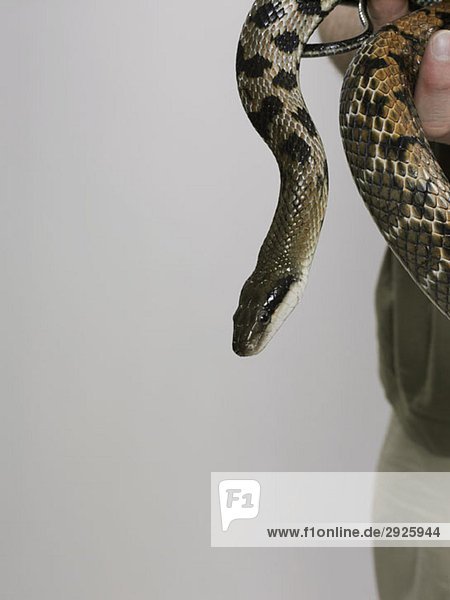 A python