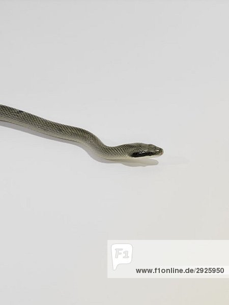 A snake