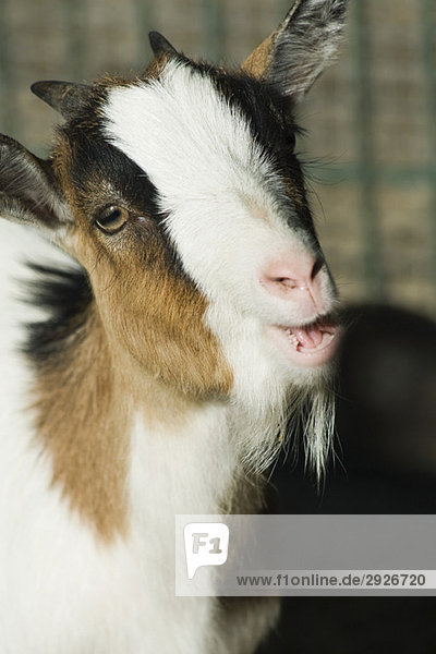 Goat  close-up