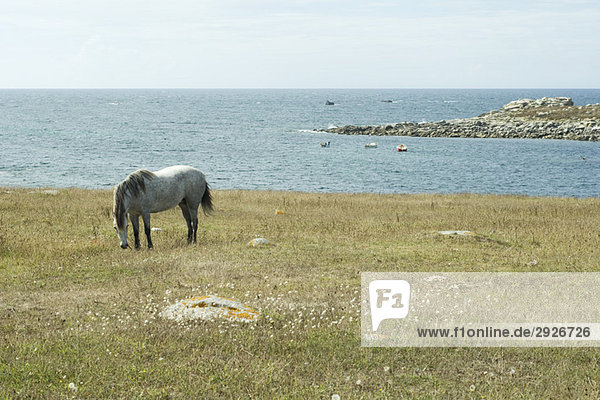 Horse grazing in field with sea in background