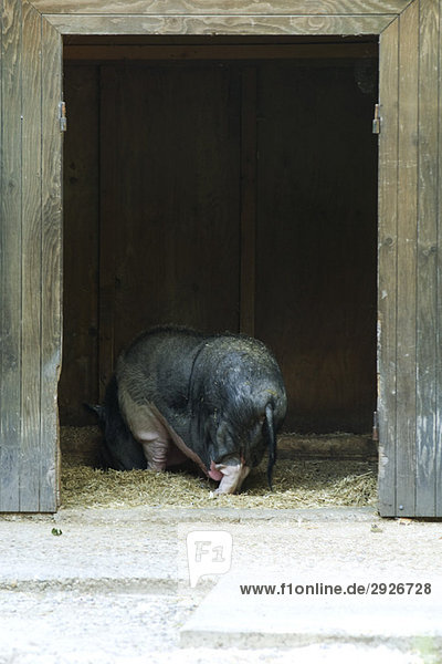 Large pig eating hay in barn  rear view