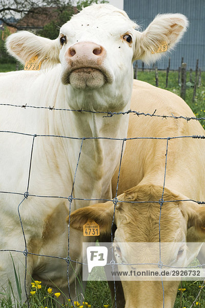 Two cows standing beside barbed wire fence  one looking at camera