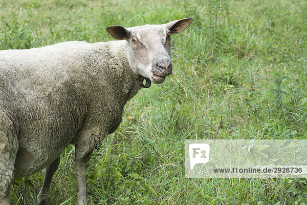 Schafe auf der Weide  mit Blick auf die Kamera