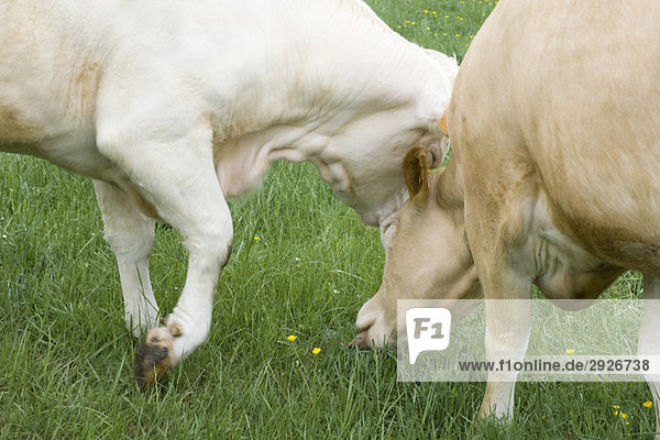 Cows grazing in pasture  close-up