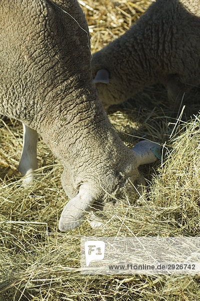 Sheep eating hay  close-up