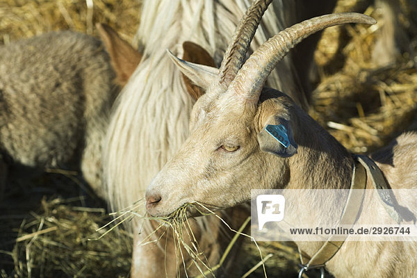 Goat eating hay with other farm animals  close-up