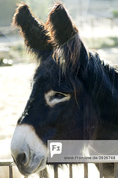 Donkey  portrait