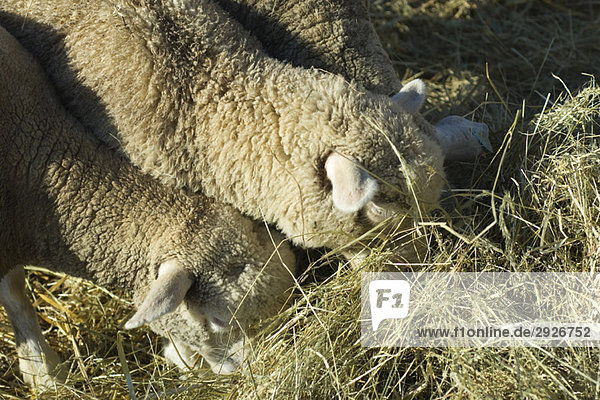 Schafe fressen Heu