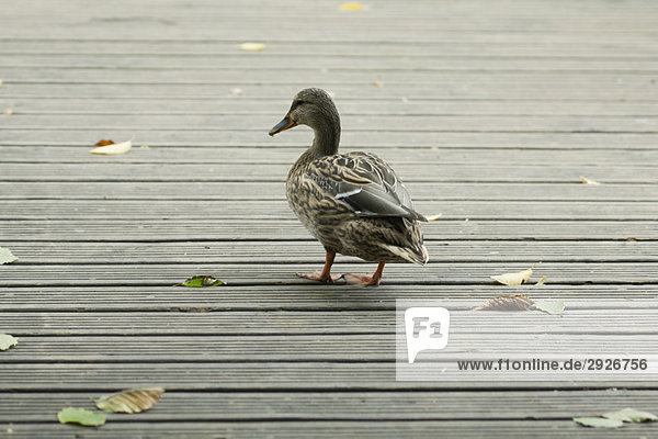 Female mallard duck walking on wooden deck  rear view