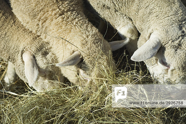 Sheep eating hay  close-up