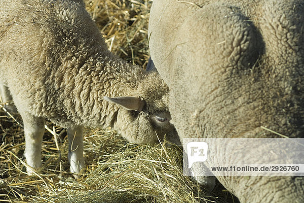 Mother sheep nursing lamb