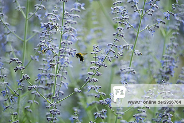 Bee in field of lavender