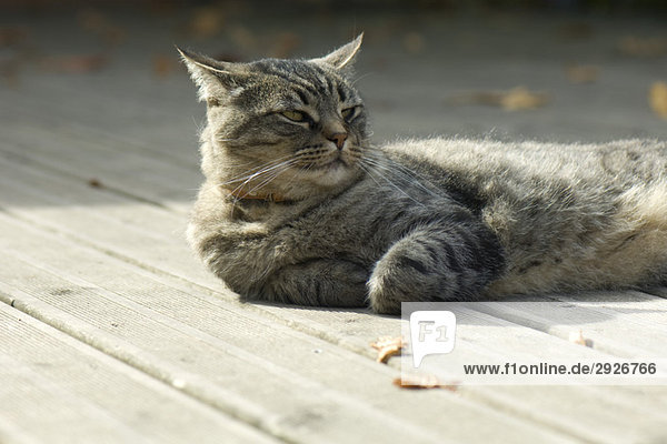 Tabby cat relaxing on deck