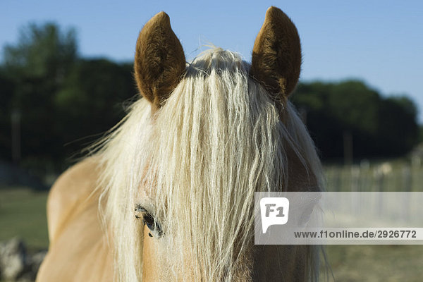 Pferd mit weißer Mähne  Nahaufnahme