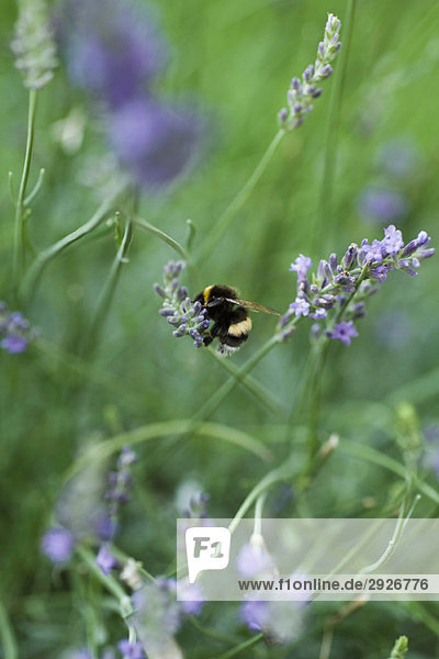 Bee gathering pollen on lavender flowers