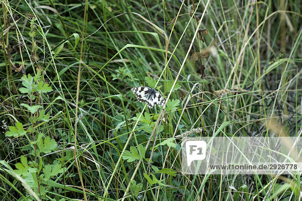 Black and white butterfly in tall grass