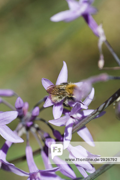 Bee gathering pollen on purple flowers