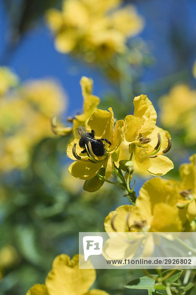 Bee gathering pollen on yellow flowers