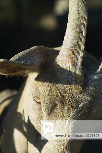 Goat  extreme close-up