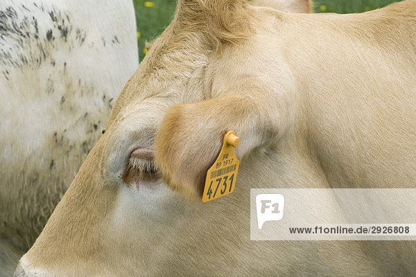 Cow with ear tag  extreme close-up
