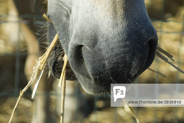 Horse eating straw  extreme close-up
