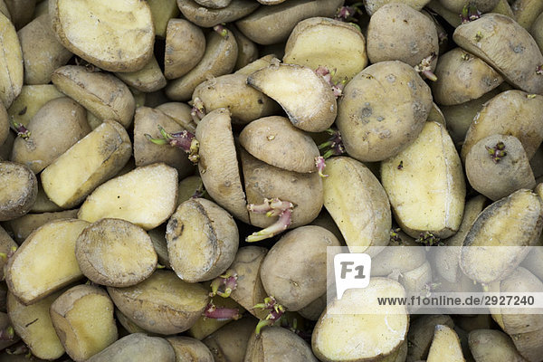 Kartoffeln in Scheiben geschnitten zum Anpflanzen