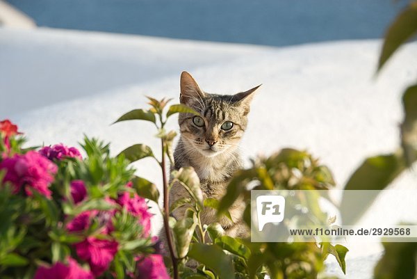Cat sitzen am Strand hinter Blumen