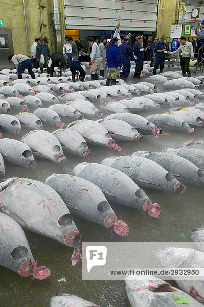 Tsukiji-Fischmarkt Tokio Japan