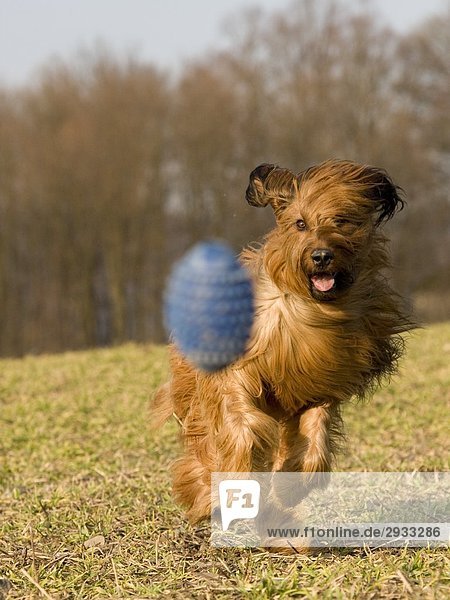 Berger de Briard running  full shot