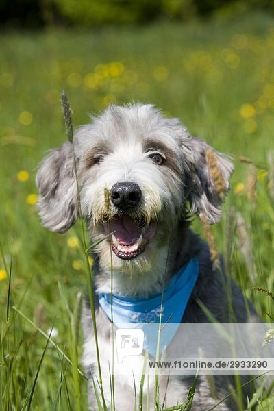mongrel dog  portrait