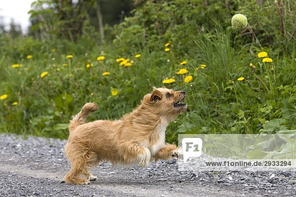 Yorkshire Terrier  portrait